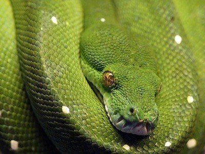 Traumdeutung Schlange